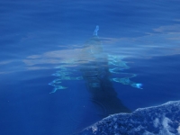 Huge Black Marlin underwater
